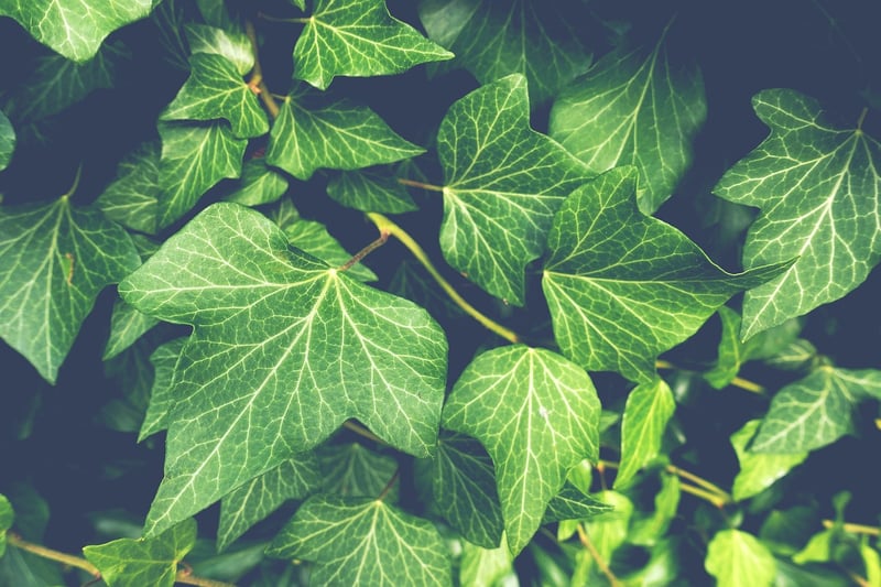 Green Plant
