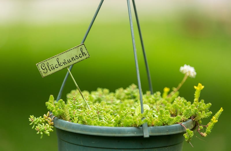 Hanging planters outdoors